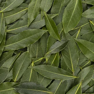 Bay Leaf - Image 2