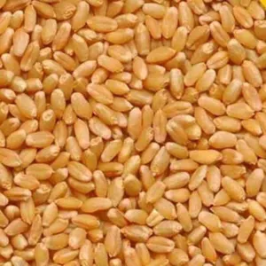 Wheat by Bharat Agro