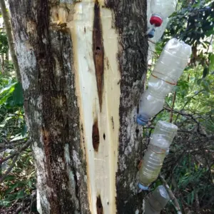 Innoculated Agarwood Blocks - Image 2