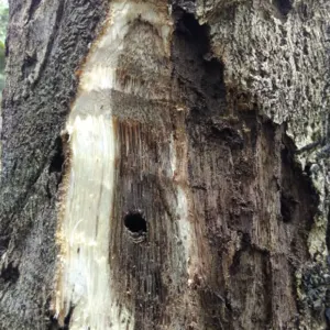 Innoculated Agarwood Blocks - Image 3