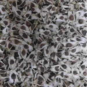Moringa Seed