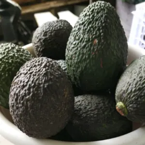 AVOCADO HASS - Image 2