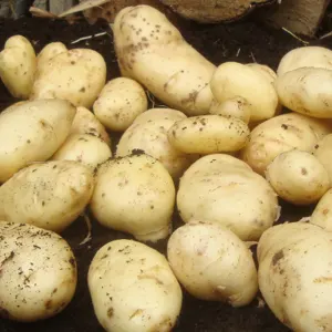 Fresh Potato (Sante, Mozika and Extress) - Image 2