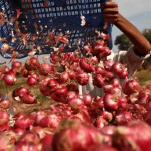 Fresh Onion by Waqar Shopping Service SMC-Private  Limited