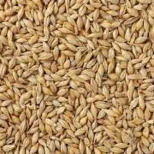 Barley by TRADEX Aussenhandel GmbH