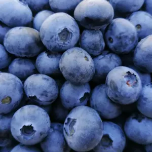 Blueberry Puree and IQF - Image 2