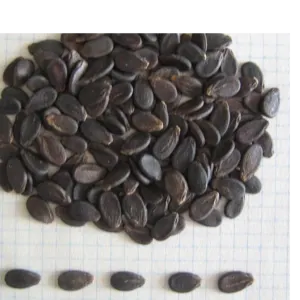 WATERMELON SEEDS