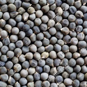 OKRA SEEDS