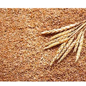 WHEAT