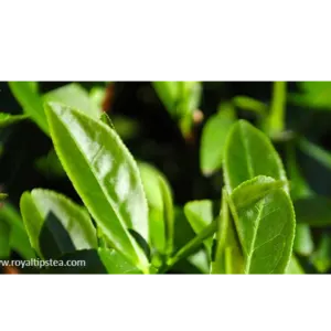 OOLONG TEA LEAVES