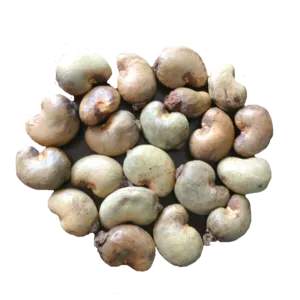 Raw Cashew Nuts - Image 2