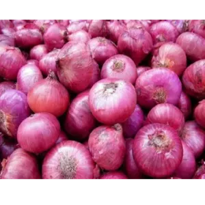 ONION by firozkhan enterprises