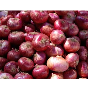 ONION by Stock Vegi Exports