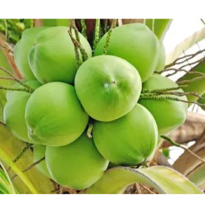 tender coconut by Stock Vegi Exports