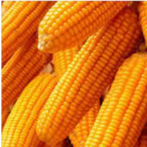 Yellow Maize