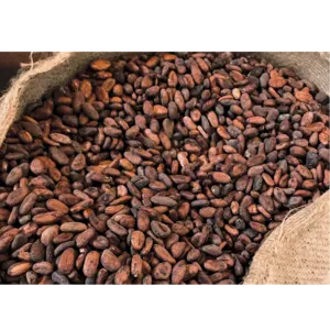 Cocoa Bean - Image 2
