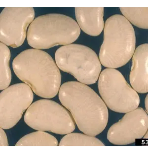 White Kidney Bean - Image 2