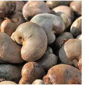 Raw Cashew Nut