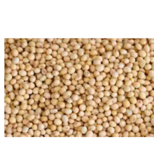 soyabean For oil extraction $ Animal feeds