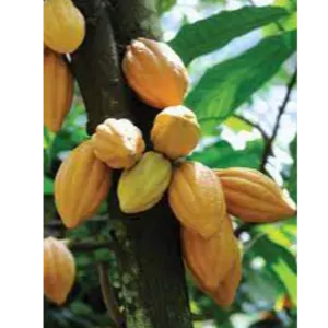 Cocoa