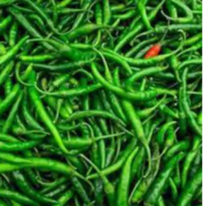 GREEN CHILLY(G4)