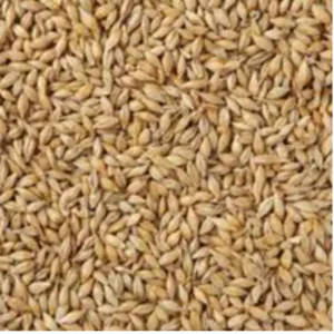 BARLEY by SABIA OVERSEAS LLP