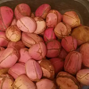 KOLA NUT - Image 2
