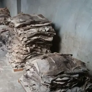 Wet Salted Cow Hides For Export