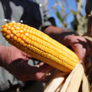 Yellow & White Corn - Image 2