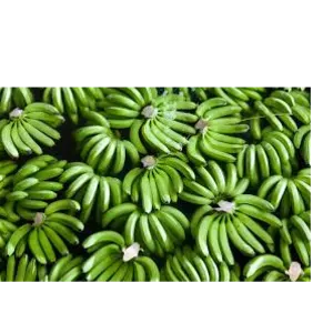 banana by Shaikhg international supplier & exporter