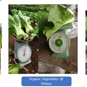 RAIFA Bio-Stimulant - Image 2