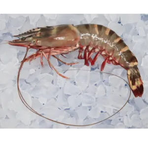 FROZEN SEA TIGER SHRIMP