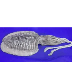 FROZEN CUTTLEFISH