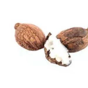 SHEA NUT