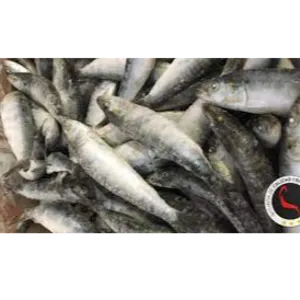 Iqf sardine