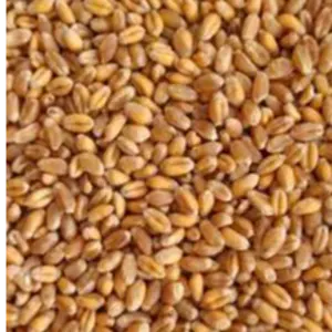 Golden Wheat seeds