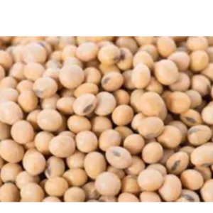Soybeans(GMO, NON- GMO) - Image 2