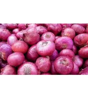 Onion by Vyom International