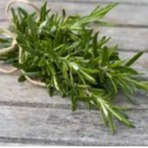 ROSEMARY