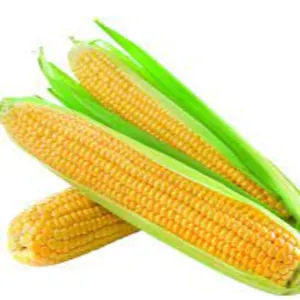 Corn