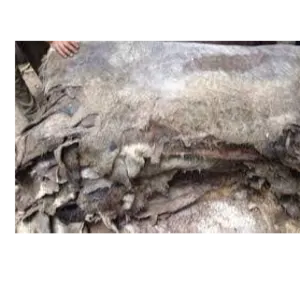 Wet and Dried donkey hides