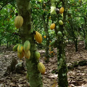 Cocoa Global Marketing