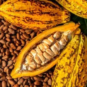 Cocoa Global Marketing - Image 2