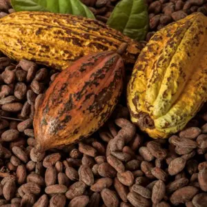 Cocoa Global Marketing - Image 4