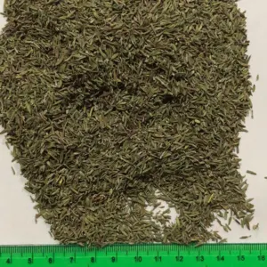 Thyme Wed Highy Quality ISO Certificated