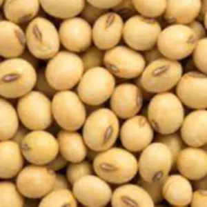 soybean by Balky E-Commerce Limited