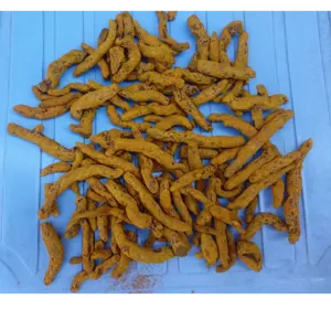 Naturally grown turmeric fingers