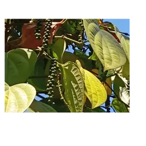 black pepper - Image 2
