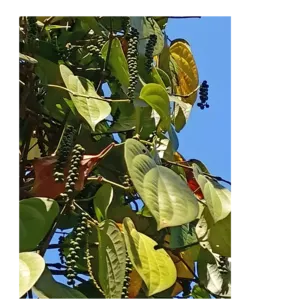 black pepper - Image 3