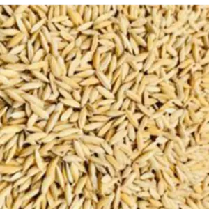 paddy rice